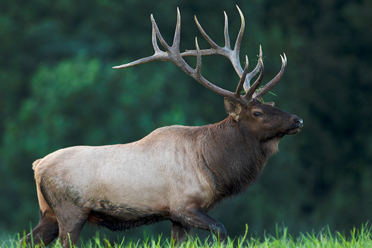 Bull elk with full antlers in a meadow at Southern Gap, Buchanan County, Virginia